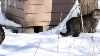 Two tabby cats in the snow by an outdoor shelter
