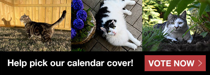alley cat allies calendar
