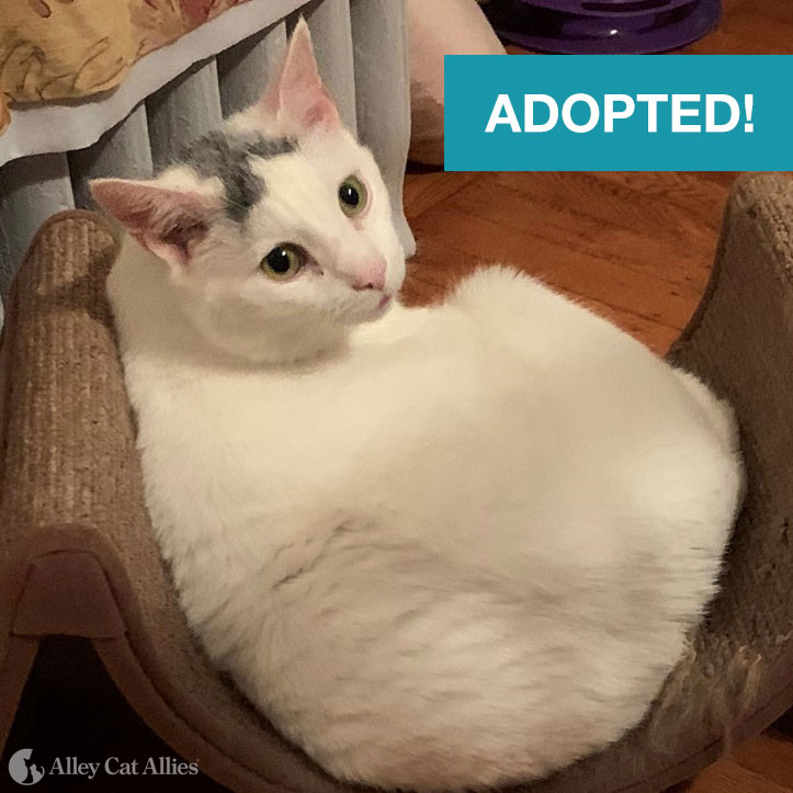 Adoptable Cat: Cloudy