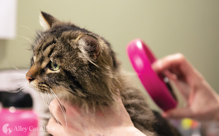 Cat being scanned for a microchip