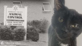 Black cat  - Animal control building