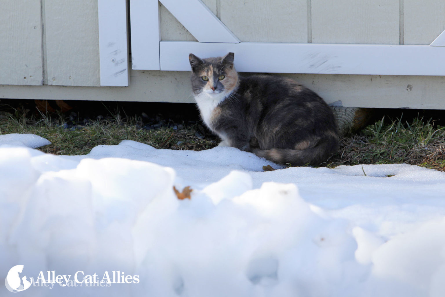 Top 4 Tips to Help Cats Outdoors in Cold Weather Alley Cat Allies