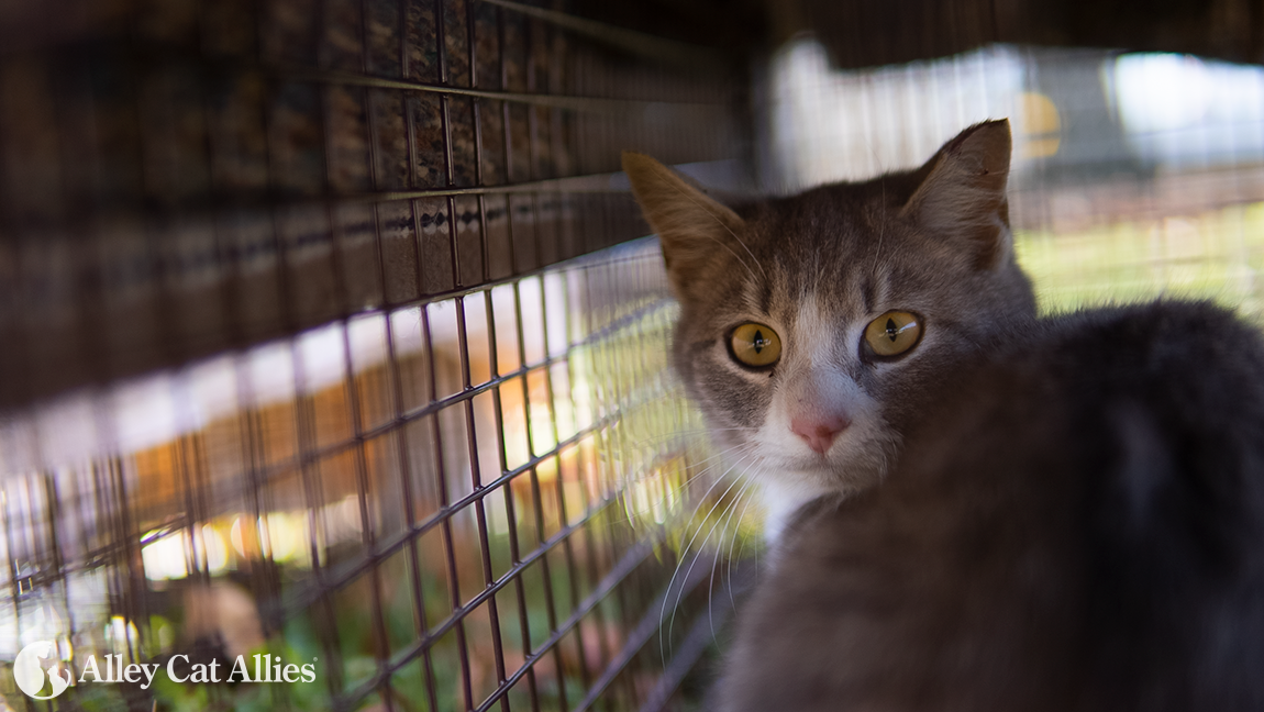 Building Winter Shelters for Community Cats - Alley Cat Advocates   Trap-Neuter-Release and Volunteer Services for Greater Louisville, KY