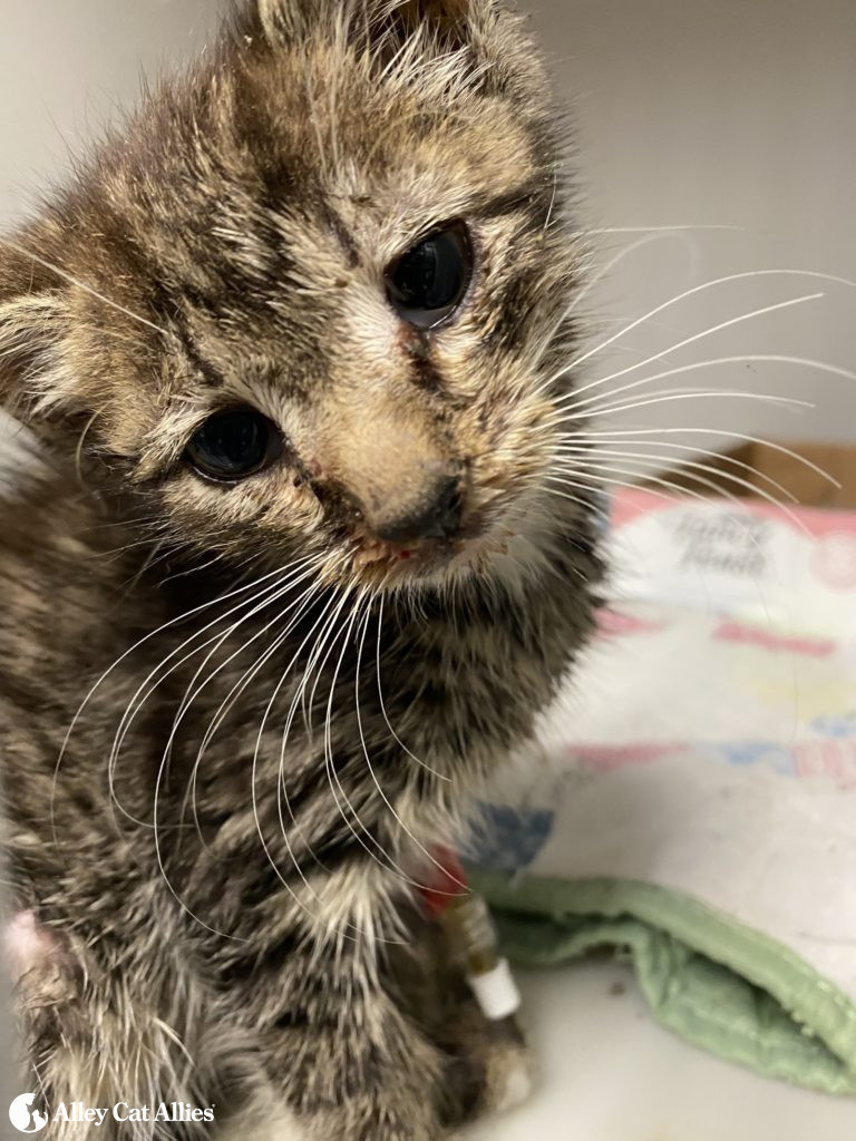 A Kitten Once on Death's Door Starts a New Journey Alley Cat Allies