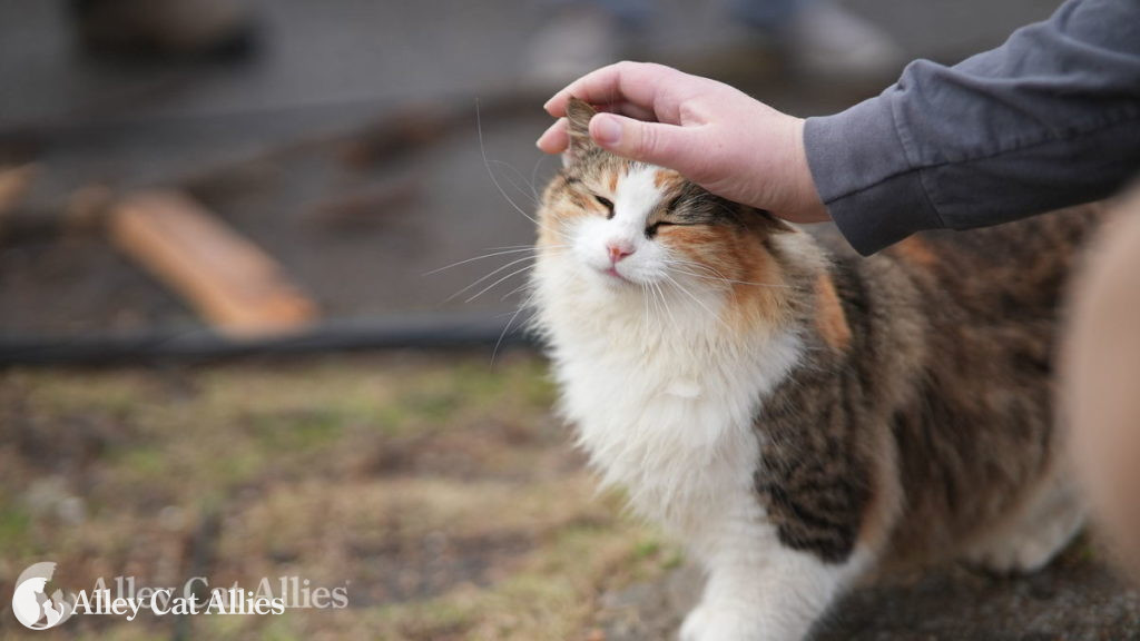 Alley Cat Allies 20222023 Calendar Now in Our Shop Alley Cat Allies