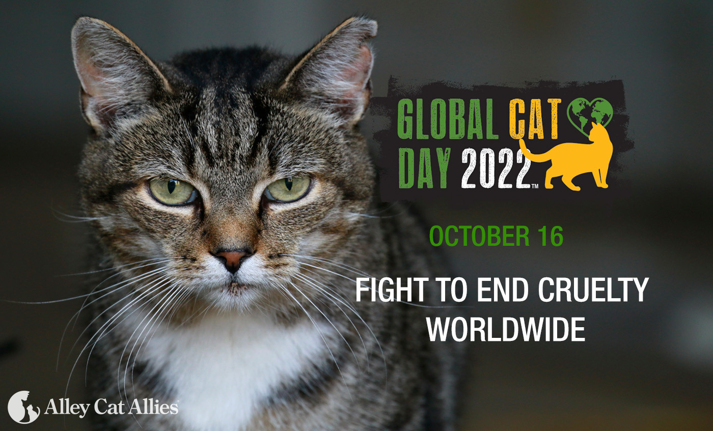 Global Cat Day is October 16 Take the Pledge to Fight Cruelty Alley