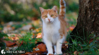 Cat outdoors in Fall