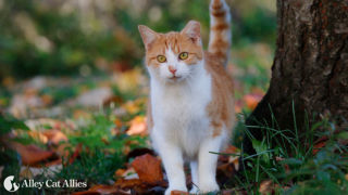 Donate to Alley Cat Allies