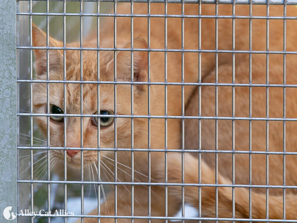 Alley Cat Allies Feline Frenzy® Spays and Neuters 104 Cats in Wise