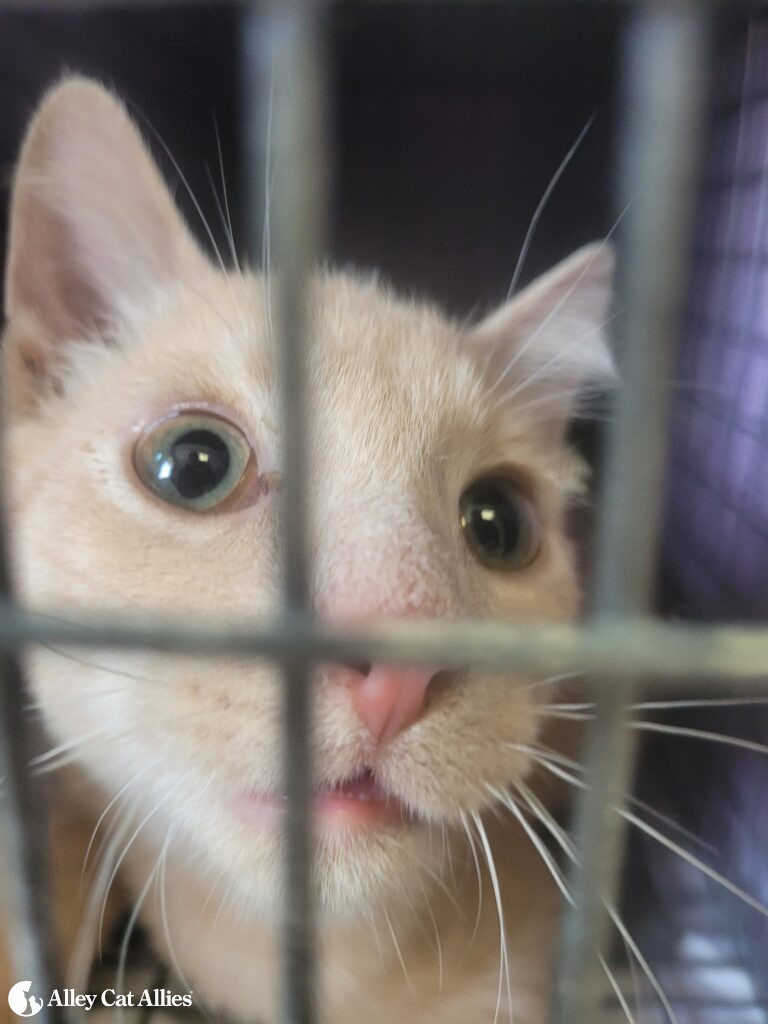 Alley Cat Allies’ Feline Frenzy® in Rochester, NY, Reaches Almost 100