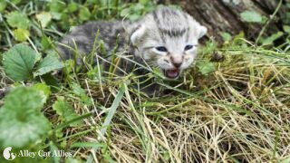 Young Kitten in the Grass