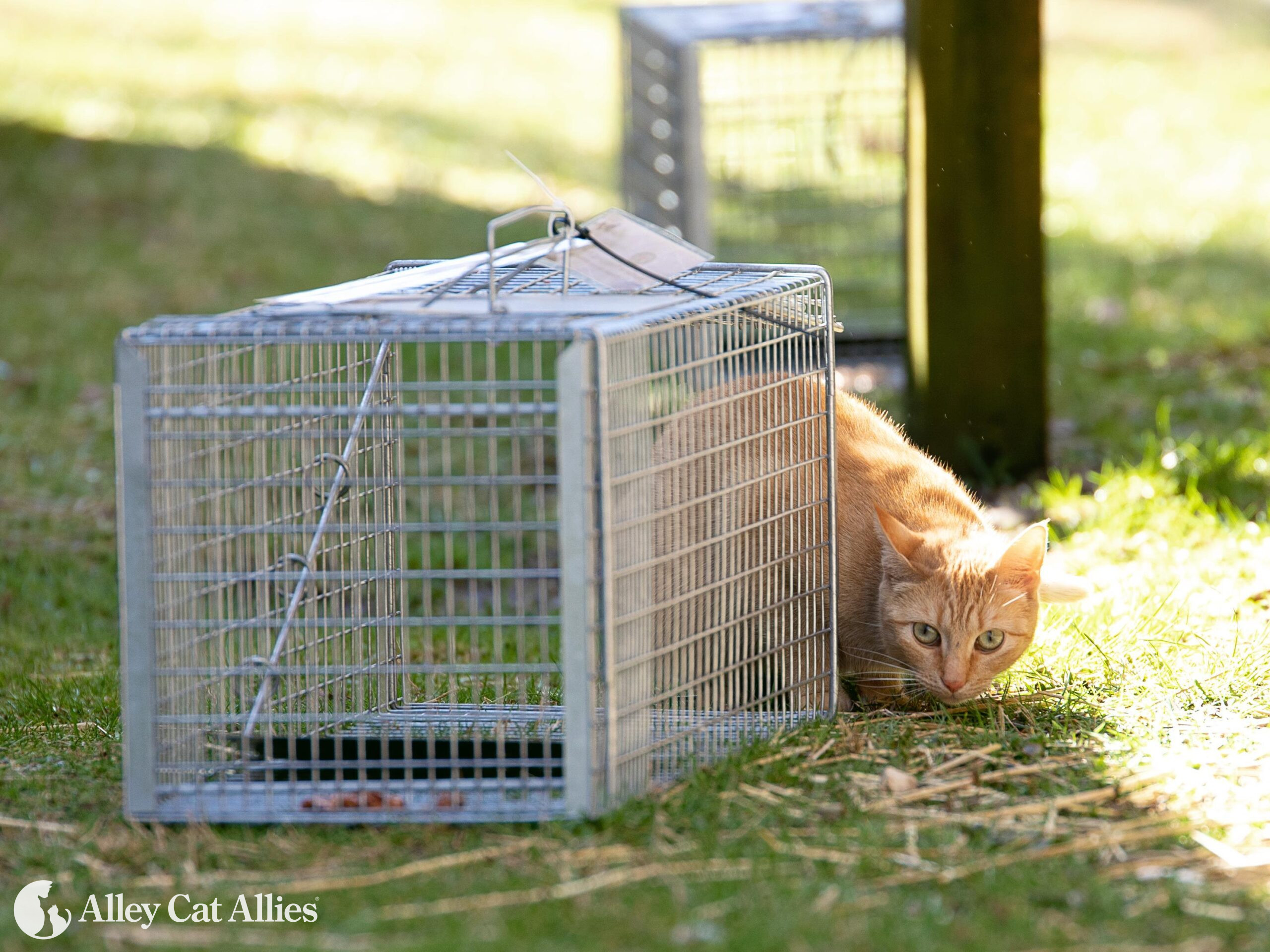 cat and trap Alley Cat Allies