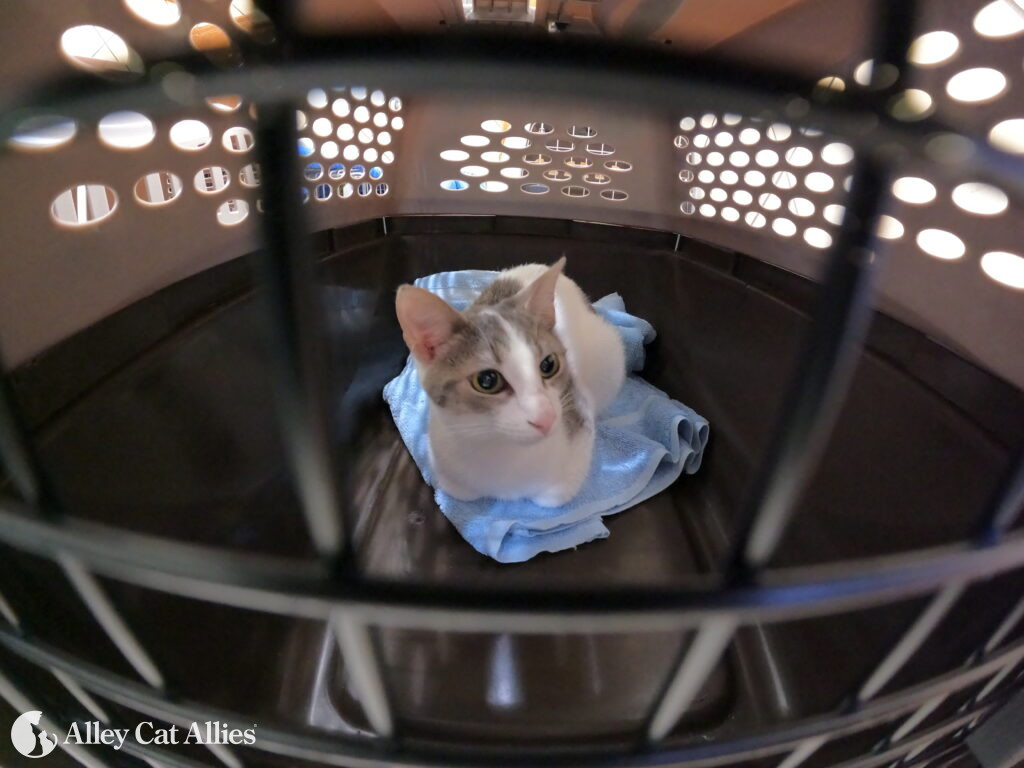 Alley Cat Allies Grant to Spay and Neuter 1,000 Cats This Summer in