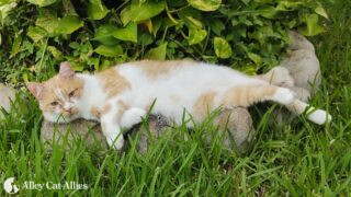 Cat Rusty, lounging on a rock in the sun