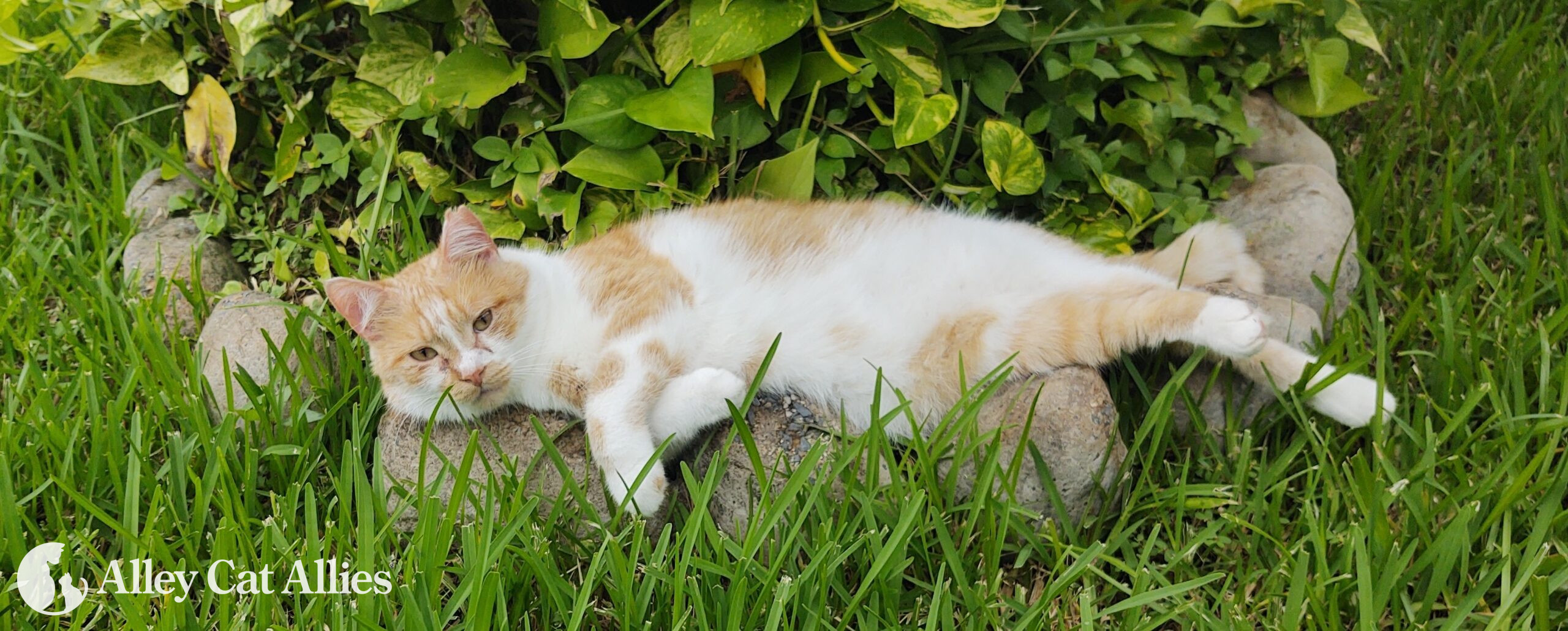 Season Summer & 1 cat Alley Cat Allies