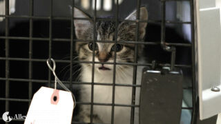 Kitten in Carrier