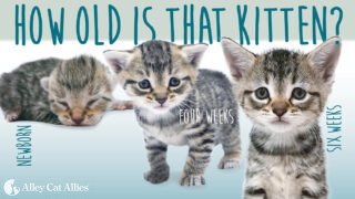 How Old is that Kitten?