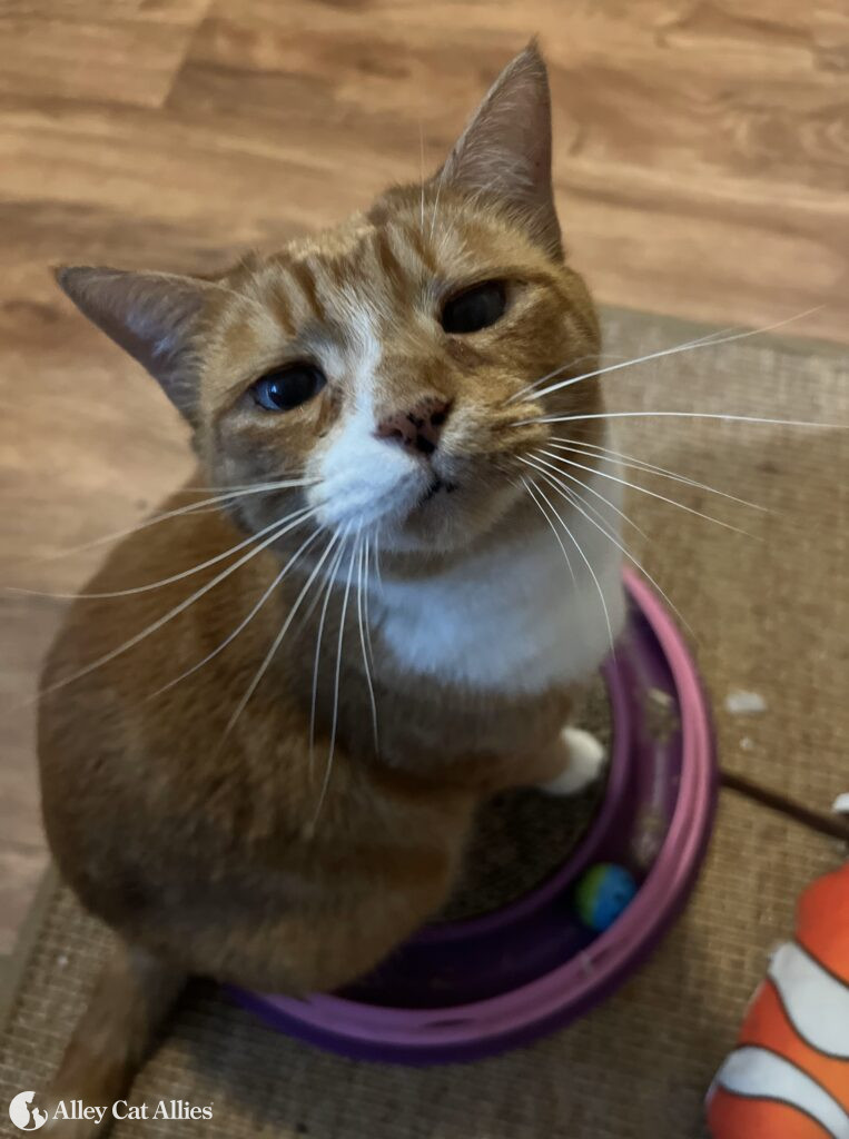 Impact Stories Cats' and Kittens' Lives Saved Thanks to YOU Alley Cat Allies