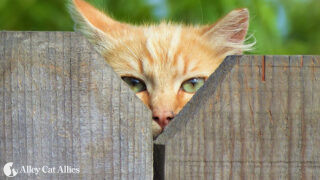 Orange cat looking over fence