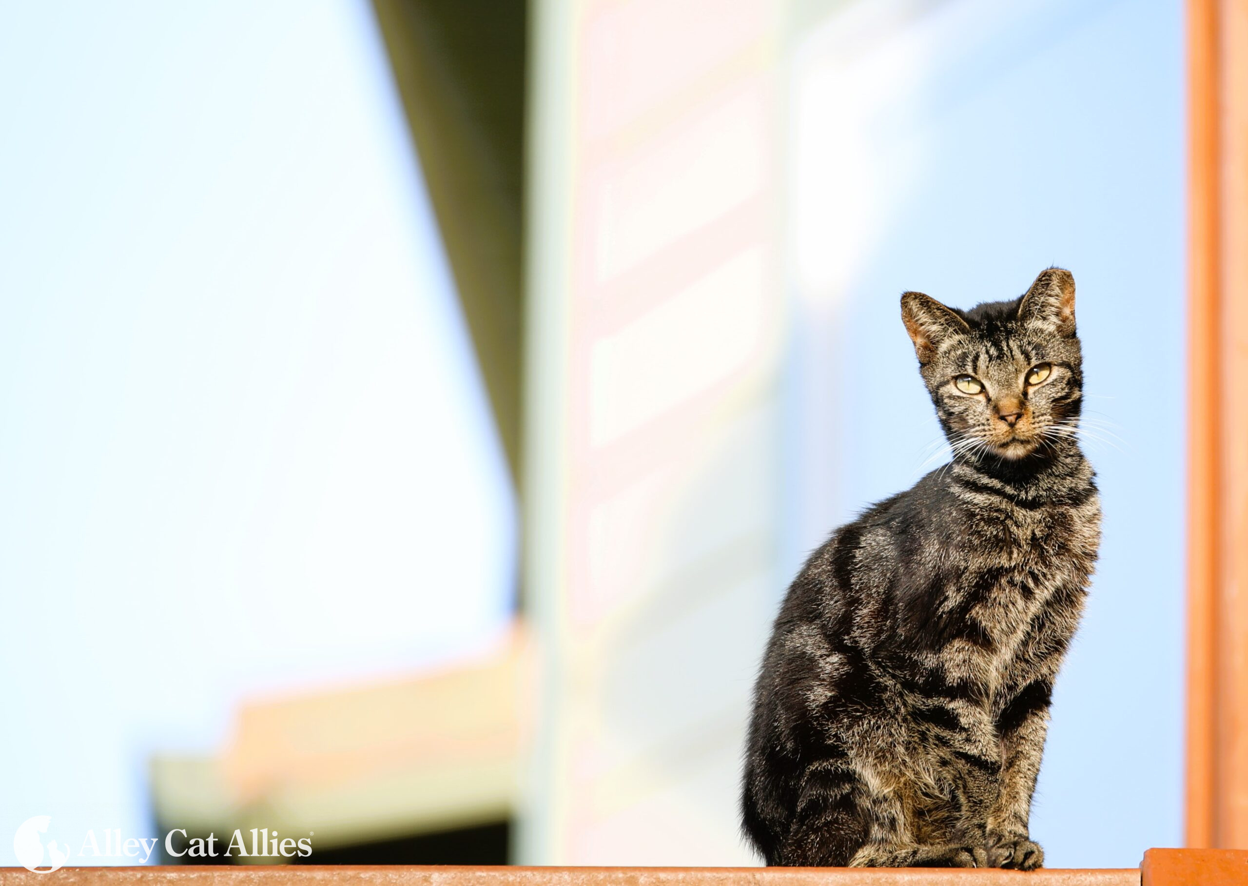 cats Alley Cat Allies