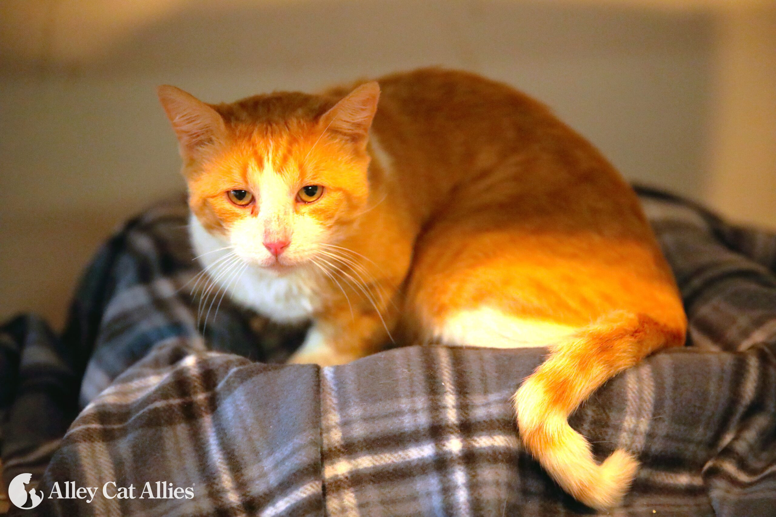 Lucky Alley Cat Allies