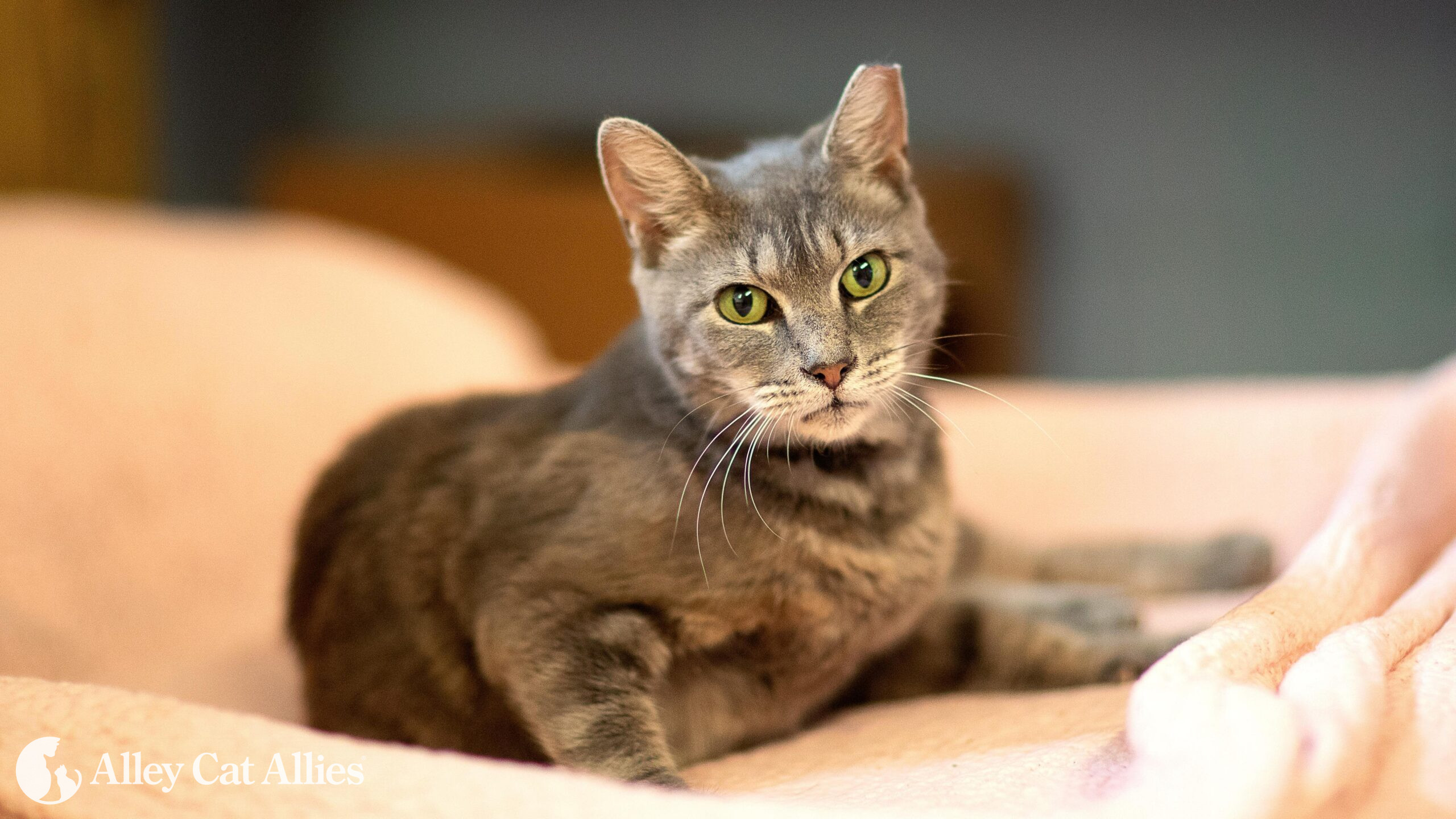 west virginia cats Alley Cat Allies