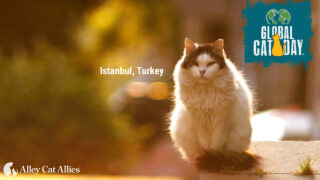 Community Cat in Istanbul, Turkey