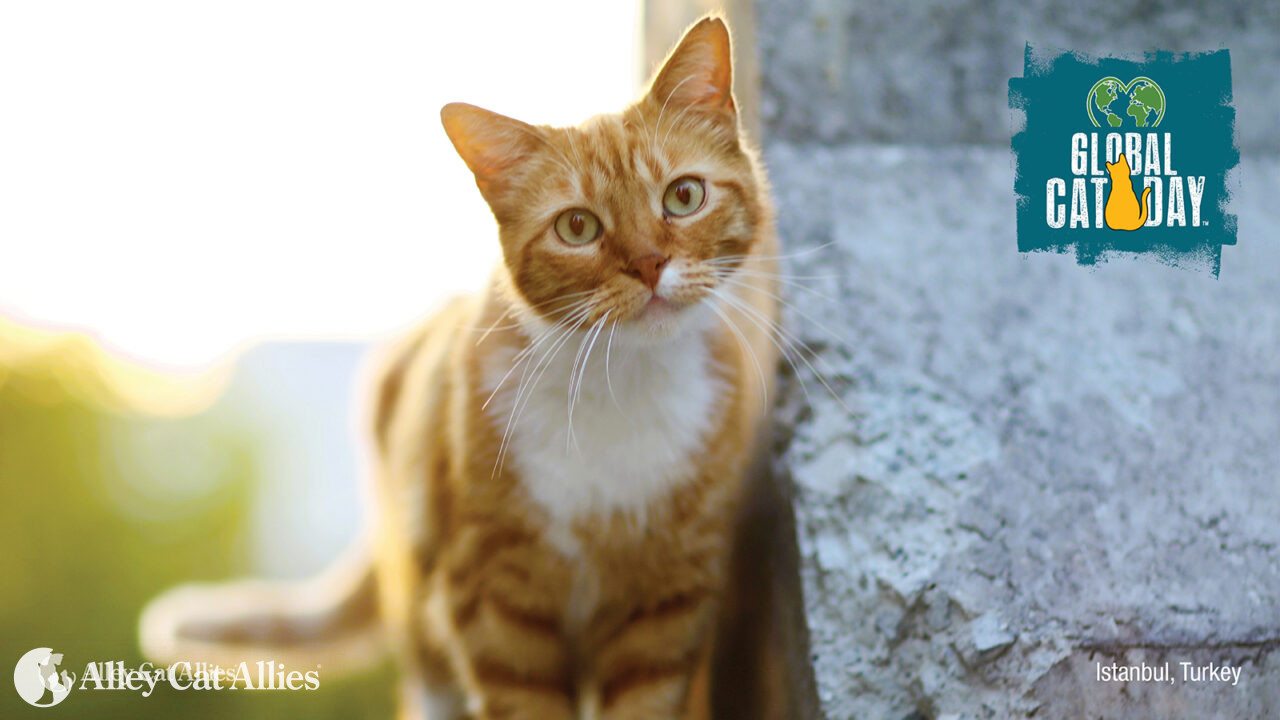 UPDATE: Cats and Mental Health, Adoption Success, and More | Alley Cat ...