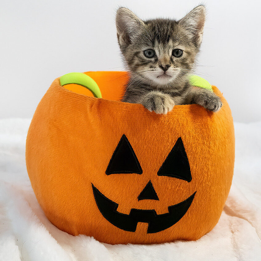 How to Protect Cats on Halloween and Every Day | Alley Cat Allies