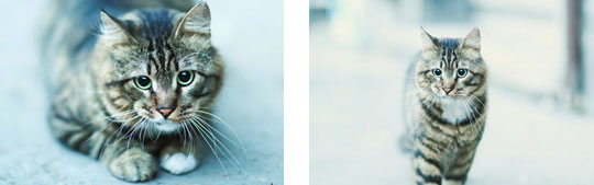 Leo Portraits