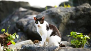 23 Ways We Worked for Cats in 2023