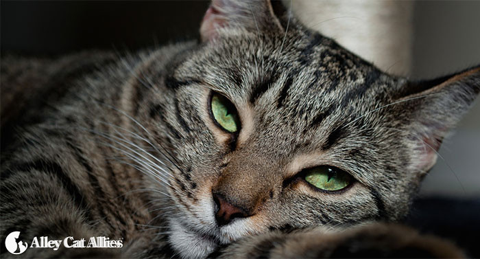 Stray cats will be removed from historic Puerto Rico fort