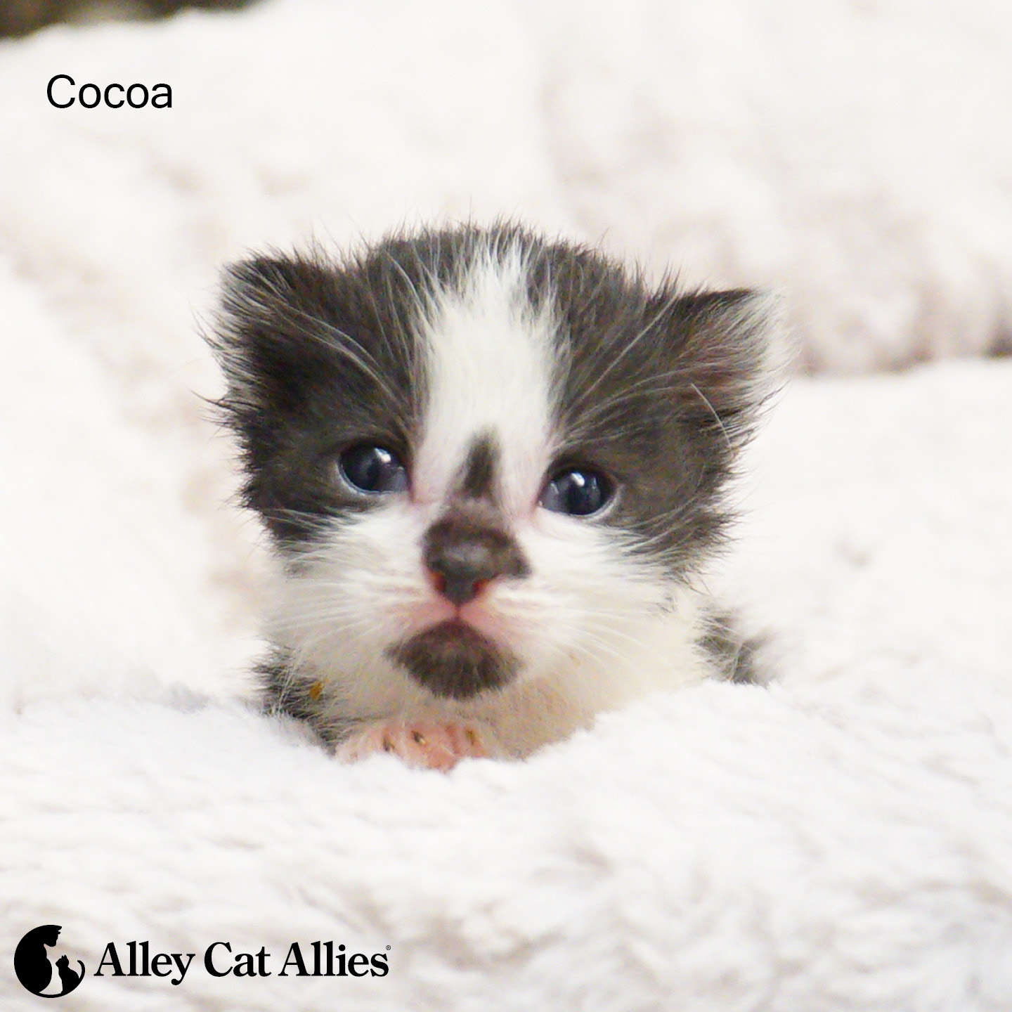 You Saved Their Lives: Kitten Edition | Alley Cat Allies