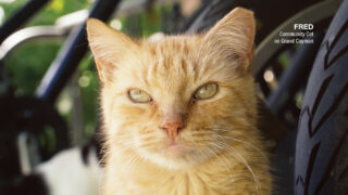Expanding Lifesaving Action for Cats in the Cayman Islands