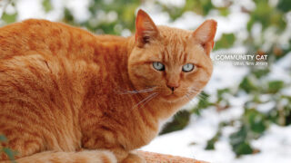 Cold Weather Tips to Help Community Cats