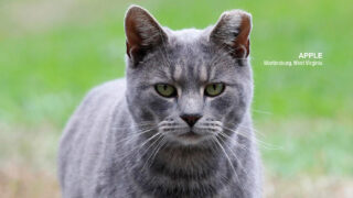 Alley Cat Allies Exposes Misrepresentation of TNR in The New Yorker Magazine