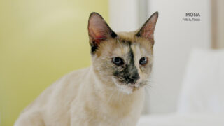 Saving Cats During Texas Fires