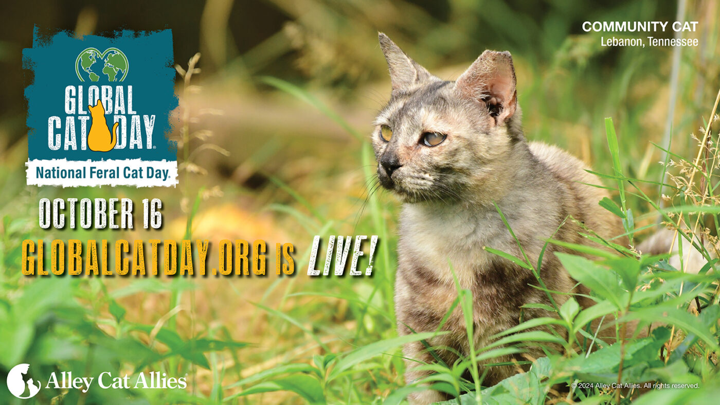 Global Cat Day® and National Feral Cat Day® are October is LIVE Alley Cat