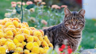 Save Cats' Lives in 2025