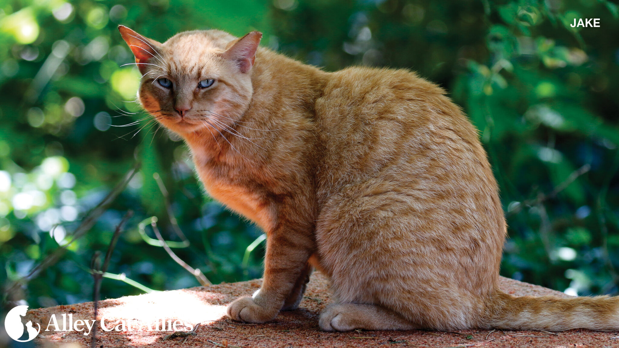 Protect Outdoor Cats and Indoor Cats in Extreme Summer Weather