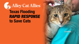 A cat receiving care through Alley Cat Allies Texas flood disaster response