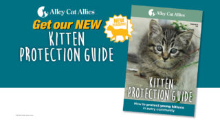 NEW RESOURCE: Alley Cat Allies Kitten Protection Guide