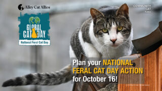 A reminder to plan a National Feral Cat Day action for October 16