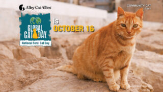 An announcement of Global Cat Day and National Feral Cat Day on October 16