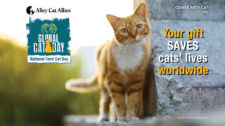 Save Cats' Lives in 2025