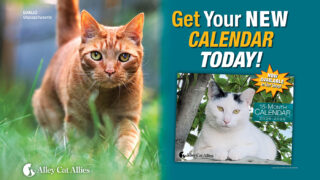 Alley Cat Allies' 2025-2026 Calendar