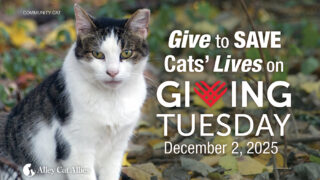 Make a 3x-matched gift to Alley Cat Allies in honor of Giving Tuesday