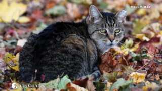 Save Cats' Lives in 2025