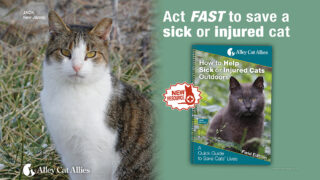 Sick or injured cat help guide
