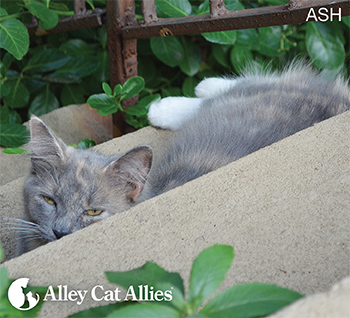 Introducing the 1st Comprehensive Statewide TNR Law